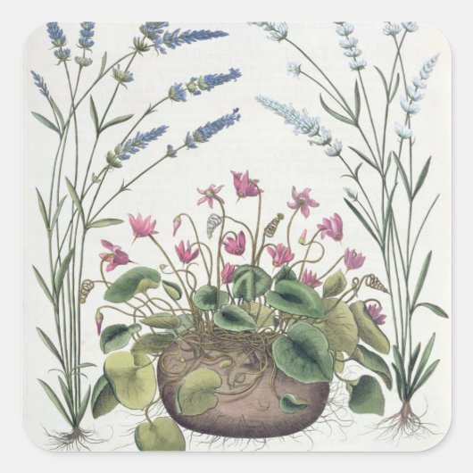 Cyclamen en lavender: 1.Cyclamen Romanum; 2.Spica Vierkante Sticker (Voorkant)