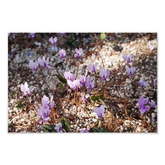 Cyclamen Foto Afdruk (Voorkant)