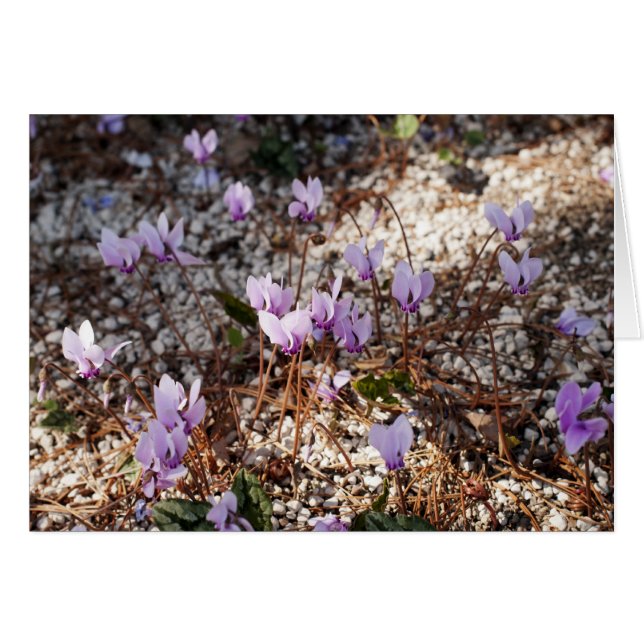 Cyclamen Kaart (Voorkant Horizontaal)