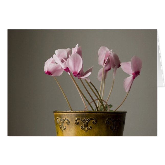 Cyclamen Plant (Voorkant Horizontaal)