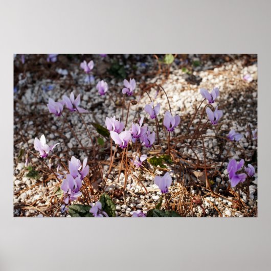 Cyclamen-Poster Poster (Voorkant)
