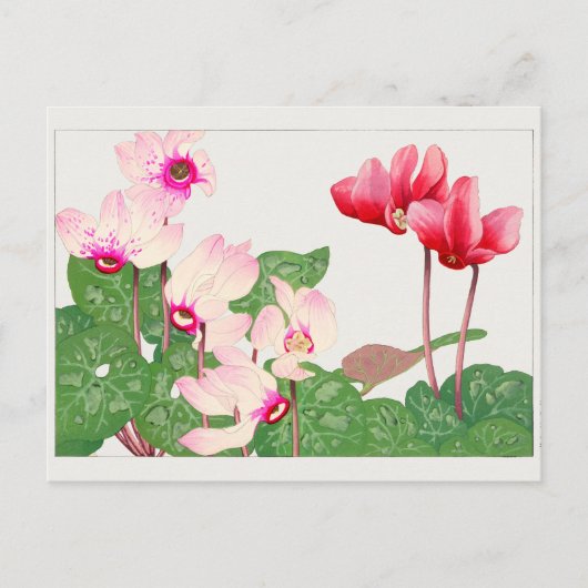 Cyclamen van Tanigami Konan Briefkaart (Voorkant)