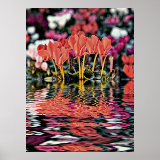 Cyclamen weerspiegelend in water poster (Voorkant)