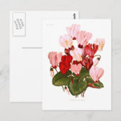 Cyclamens Briefkaart (Voorkant / Achterkant)