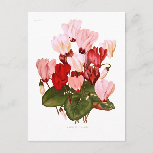 Cyclamens Briefkaart (Voorkant)