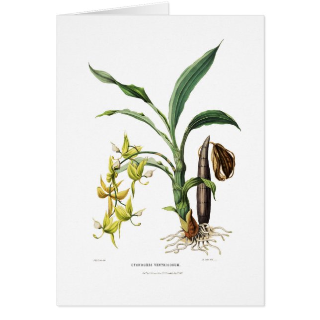 Cyclusventricosum (Voorkant)