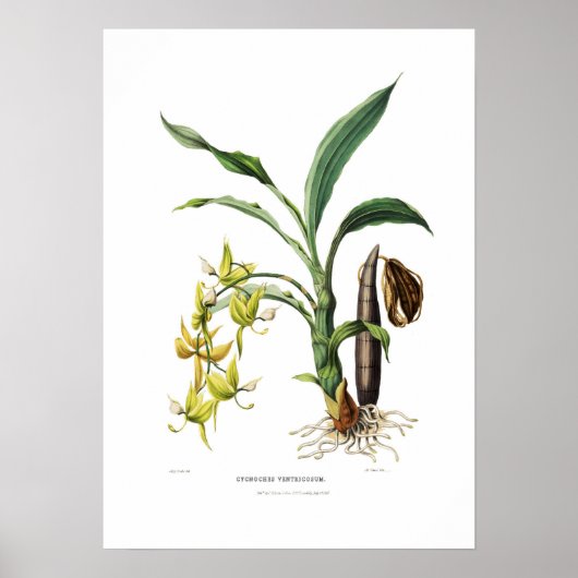 Cycnoches ventricosum by Miss Drake. Poster (Voorkant)
