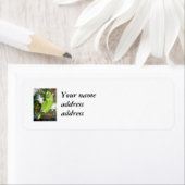 Cydney Yellow Naped Parrot Etiket (Insitu)