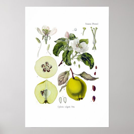 Cydonia vulgaris (Quince) Poster (Voorkant)