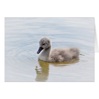 Cygnet