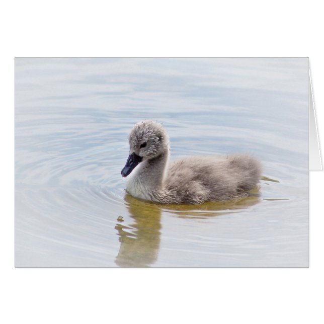 Cygnet (Voorkant Horizontaal)