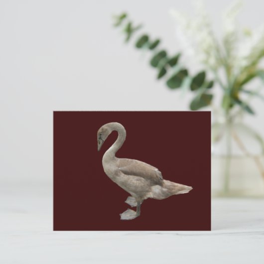 Cygnet ~ briefkaart (Staand voorkant)