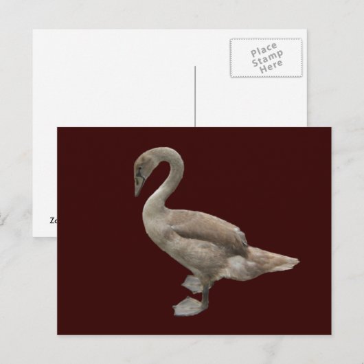 Cygnet ~ briefkaart (Voorkant / Achterkant)