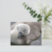 Cygnet Swan in het Rijnse Inspirerend Briefkaart (Staand voorkant)