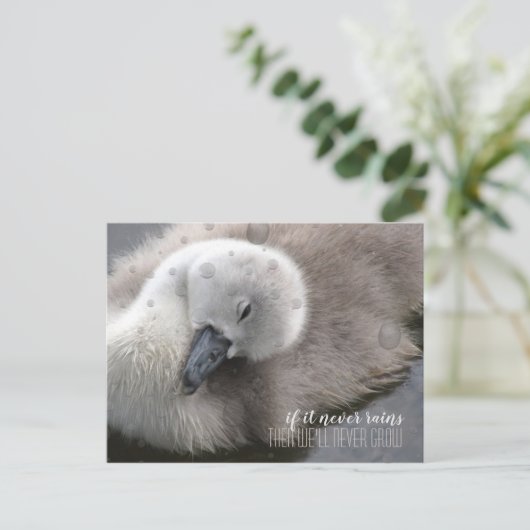 Cygnet Swan in het Rijnse Inspirerend Briefkaart (Staand voorkant)