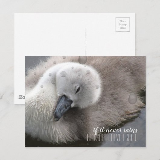 Cygnet Swan in het Rijnse Inspirerend Briefkaart (Voorkant / Achterkant)