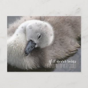 Cygnet Swan in het Rijnse Inspirerend Briefkaart