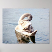 Cygnet Swan Preening Poster (Voorkant)