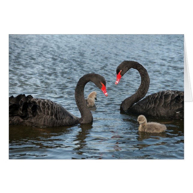 Cygnets on the moat of Markenfield Hall, Ripon, Ve (Voorkant Horizontaal)