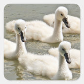 Cygnets Vierkante Sticker (Voorkant)
