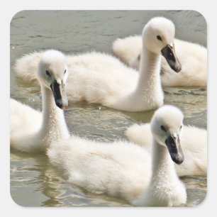 Cygnets Vierkante Sticker