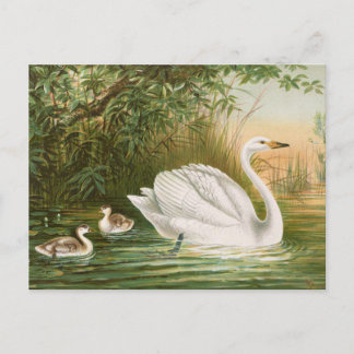 Cygnus cygnus door Johann Friedrich Naumann Briefkaart