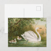 Cygnus cygnus door Johann Friedrich Naumann Briefkaart (Voorkant / Achterkant)