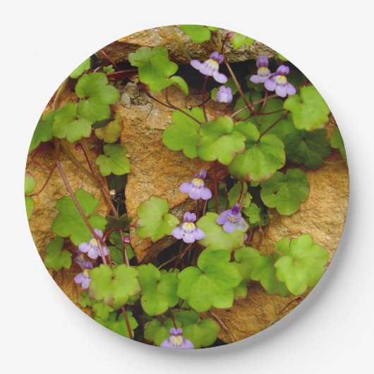 Cymbalaria Muralis Borden op papier Papieren Bordje (Voorkant)