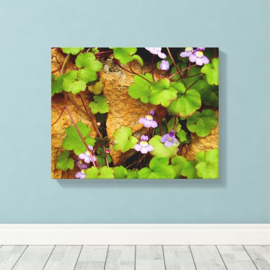 Cymbalaria Muralis Canvas Print (Insitu (Houten vloer))