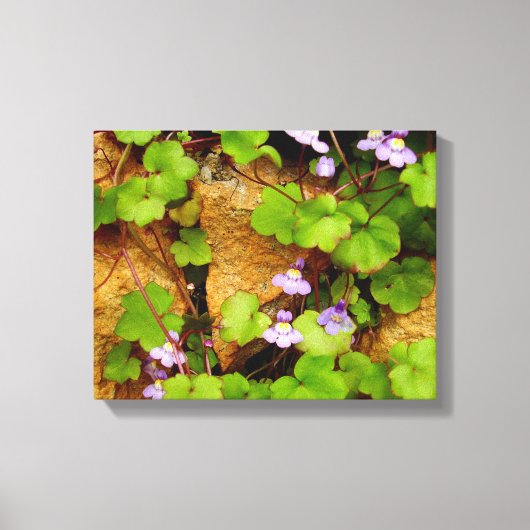 Cymbalaria Muralis Canvas Print (Voorkant)