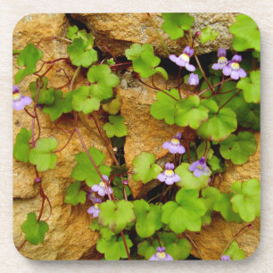 Cymbalaria Muralis Hard Plastic Onderzetters
