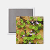 Cymbalaria muralis magneet (Voorkant / Achterkant)
