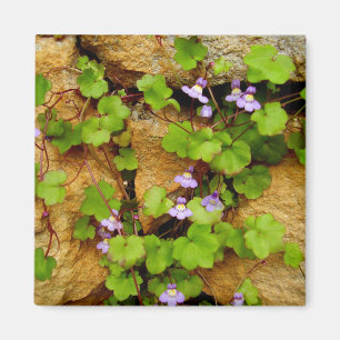 Cymbalaria muralis Magnet