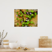 Cymbalaria Muralis Poster (Keuken)