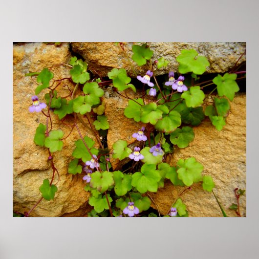 Cymbalaria Muralis Poster (Voorkant)