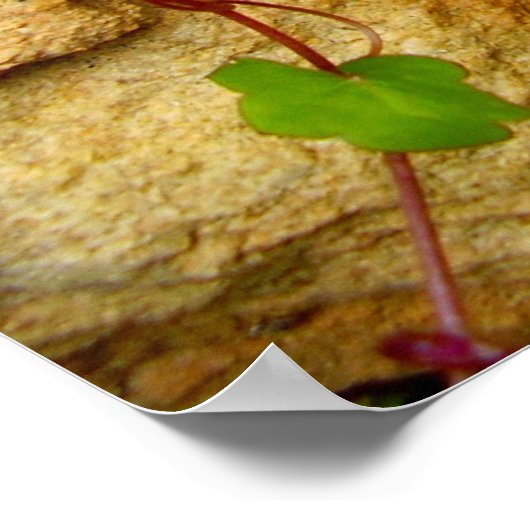 Cymbalaria Muralis Poster (Hoek)