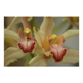 Cymbidium Delight Foto Afdruk