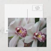 Cymbidium Orchid Briefkaart (Voorkant / Achterkant)