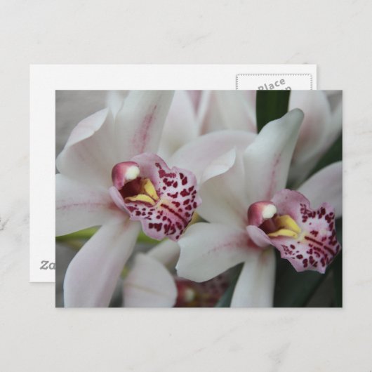 Cymbidium Orchid Briefkaart (Voorkant / Achterkant)