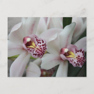 Cymbidium Orchid Briefkaart