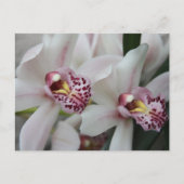 Cymbidium Orchid Briefkaart (Voorkant)
