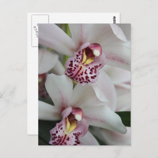 Cymbidium Orchid Briefkaart (Voorkant / Achterkant)