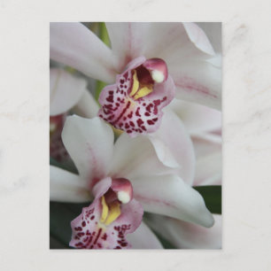 Cymbidium Orchid Briefkaart