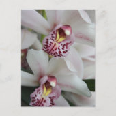 Cymbidium Orchid Briefkaart (Voorkant)