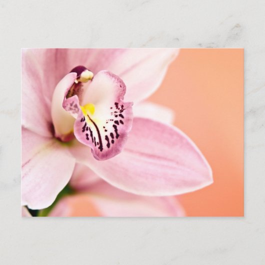 Cymbidium Orchid Briefkaart (Voorkant)