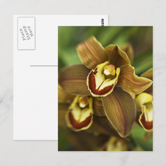 Cymbidium Orchid Briefkaart (Voorkant / Achterkant)