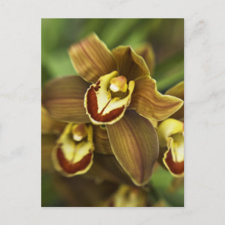 Cymbidium Orchid Briefkaart