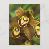 Cymbidium Orchid Briefkaart (Voorkant)
