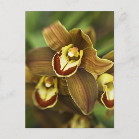 Cymbidium Orchid Briefkaart (Voorkant)
