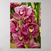 Cymbidium Orchid Poster (Voorkant)
